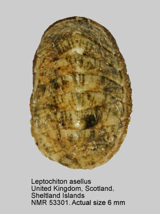 Leptochiton asellus.jpg - Leptochiton asellus(Gmelin,1791)